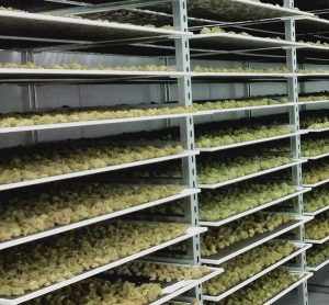 Drying Marijuana Plants in Licensed Facility