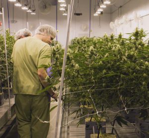 Canuvo Cannabis Growing Facilities