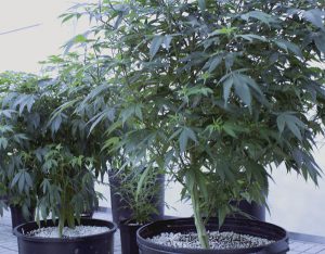 Growing Cannabis Plants in Maine